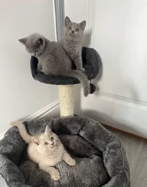 British Shorthair