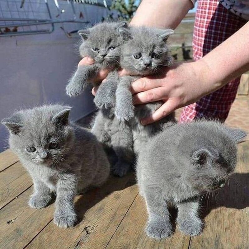 British Shorthair